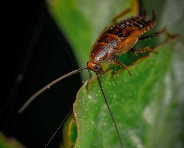 Schaben & Kakerlaken