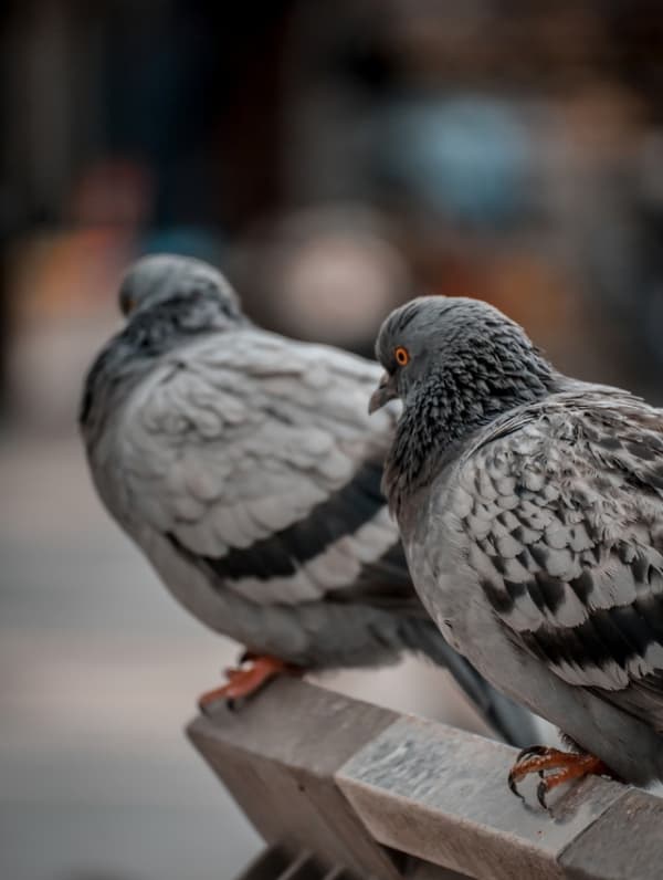 Tauben & Vogelabwehr