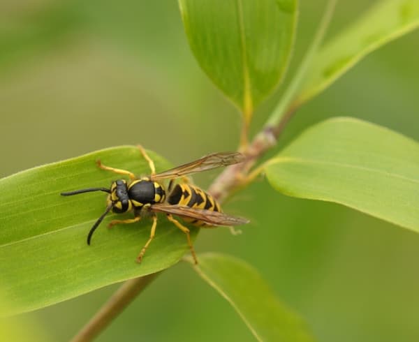 Wespen & Hornissen